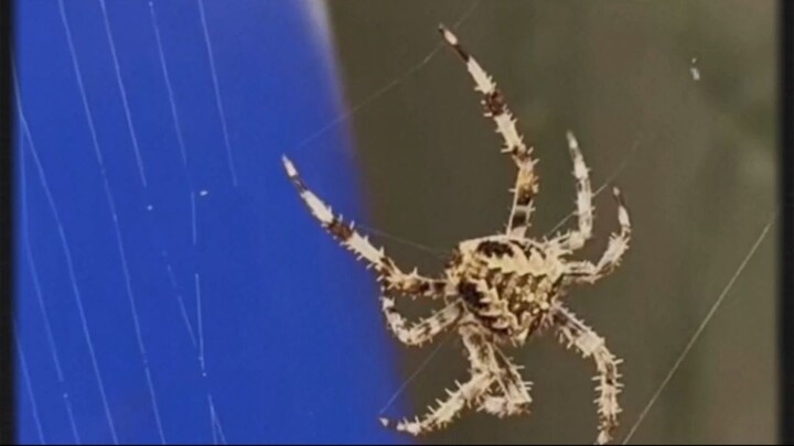 Essa aranha cria CÓPIAS PERFEITAS de si mesma pra enganar predadores