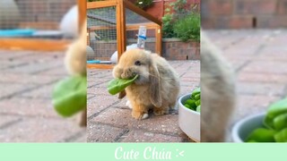 xin lỗi nhưng tự dưng thấy mờ lem #haihuoc