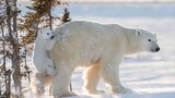Beruang Kutub: Bayi Beruang Kutub adalah Pengikut Setia Ibunya