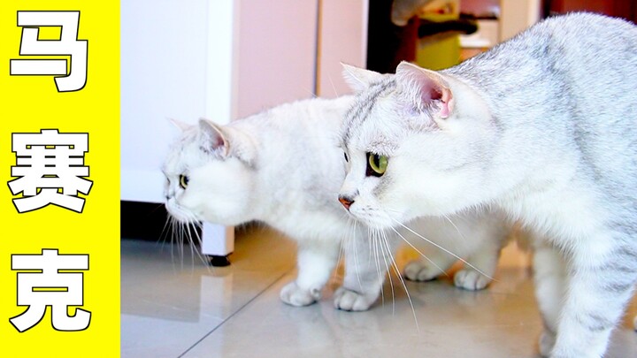 Saya beli mesin mainan kucing otomatis, bisa dipakai, seru buat main, bahkan jadi kendaraan buat kuc