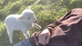A cute lamb acting in a pettishly charming manner