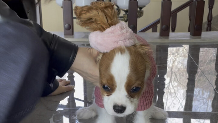 Membuat kepang sudah jadi perintah wajib, kalau nggak dibikin kepang, kita nggak makan!