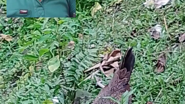 The hunger pangs are so big, look at this chicken eating grass.  #viral