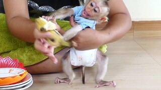 OMG!! Baby monkey Maku very hungry of Banana | when he cry out Mom not yet give him