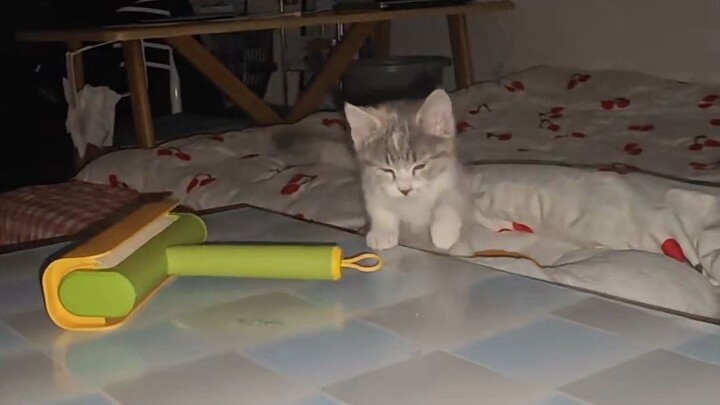 Every time I get home, the kitten stumbles and rushes over. Mi hasn’t fully woken up yet, but Mi lov