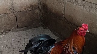 My Gilmore Broodcock