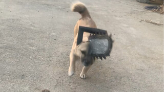 快乐的波吉塔