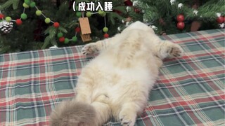 The kitten experiences instant social death on the spot