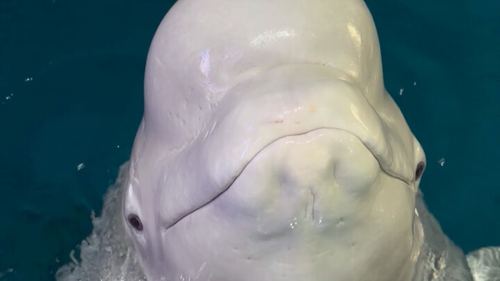As soon as someone mentions giving it to the big white fish, Little Black pretends not to hear.