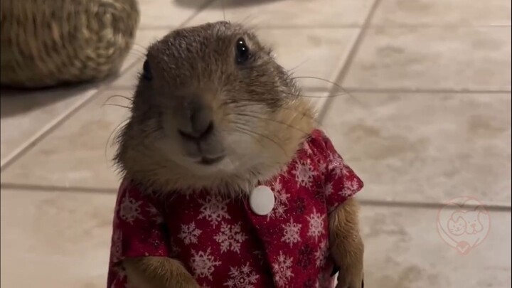 “Giống như tôi bối rối trong tiết mục hội nghị thường niên của công ty”