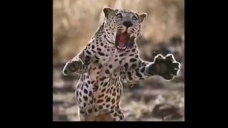 النمر: حب الأم لا يعرف حدوداً بين الأنواع! الشخص الطيب سيحظى بنمر طيب!!