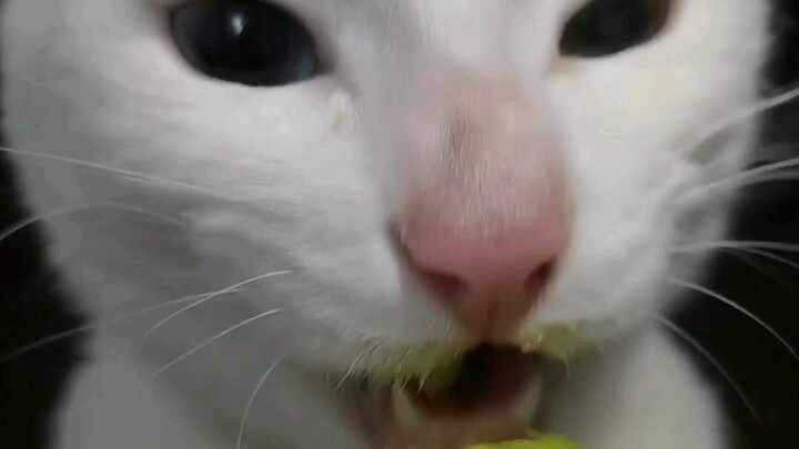 Kitten Eats Its Fill of Fruit in One Go 1.0