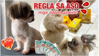 PERIOD ON DOGS | MGA DAPAT AT HINDI GAWIN? REGLA SA ASO