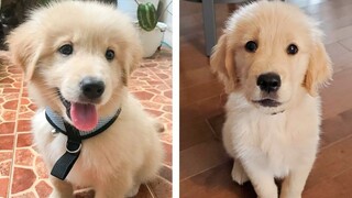 8+ Minutes of Cute & Funny Golden Puppies that Will Make Your Day Full of Happiness 😍💕| Cute Puppies