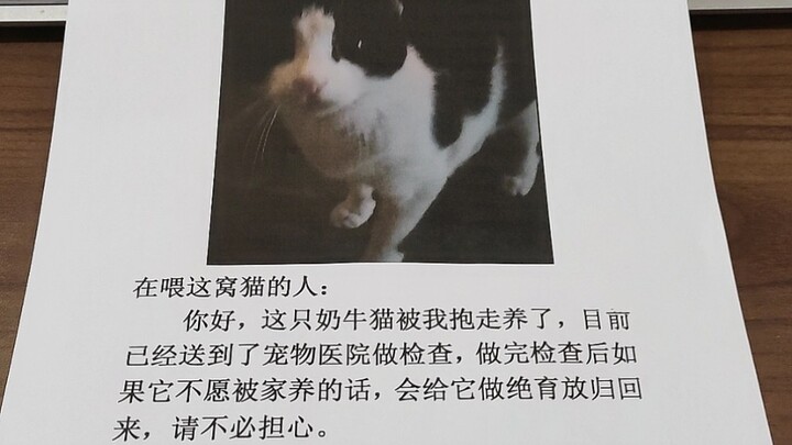 قبل 7 أيام، اختطفتُ قطةً تشبه البقرة.