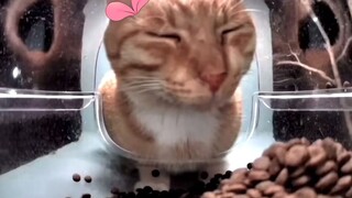 Lão Đặng, xin hãy cho tôi một số thông tin mới!