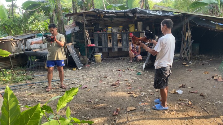 Lasak vs. mayahin(Lasak wins) Nagwalis