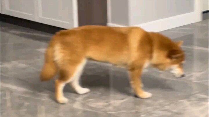Ketika anjing Shiba Ichi sudah sangat mengantuk…