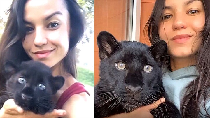 โอ้พระเจ้า ผมเลี้ยงเสือดำตัวหนึ่งจนโตเลยนะ!