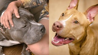พิทบูล สุขภาพดี EP 34 การรวบรวม Pitbull ที่ตลกและน่ารัก