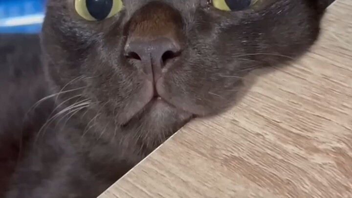 funny cat