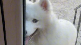 I took the dog for a walk without even leaving the house.