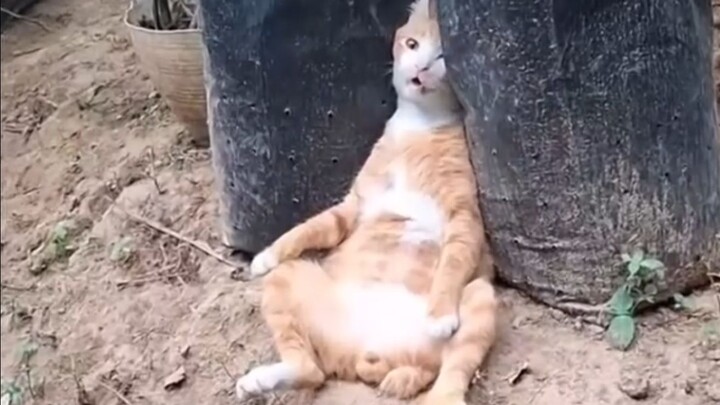 Kimi trời sụp rồi!!!