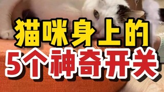 Five magical switches on your cat—give them a try now!