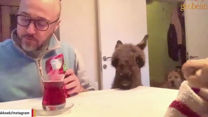 Setelah sang paman dianggap sebagai ibu oleh si kecil keledai, ia menemukan makna hidupnya!