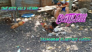 SWEATER GOLD HENNY VS TAZMANIAN BLUEFACE HATCH  SPAR!!  JRP BACKYARD