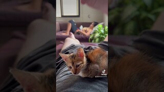Kitty (TikTok)😍#funny #funnymemes #funnyvideos #tiktok #tiktokmeme #comedy #philippines #shorts