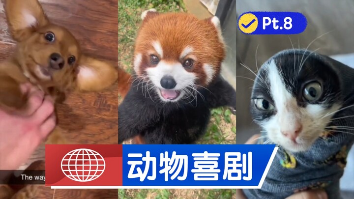 🐶คอเมดี้สัตว์ ตอนที่ 8 【ไก่ของฉันพร้อมเสมอ】🐱