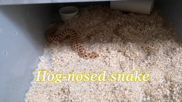 Animal|Pig-nosed Snakes with Different Personalities