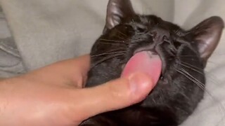Although it loves to be clean, it is also very lazy!