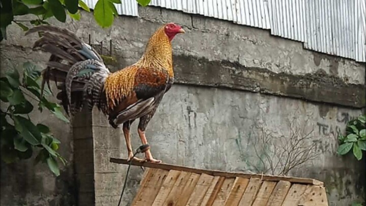 Bulik/hatch 2x winner @Magallanes Cockpit.. Agusan Del Norte