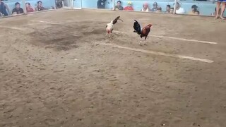 nagantihan pa panalo patay.