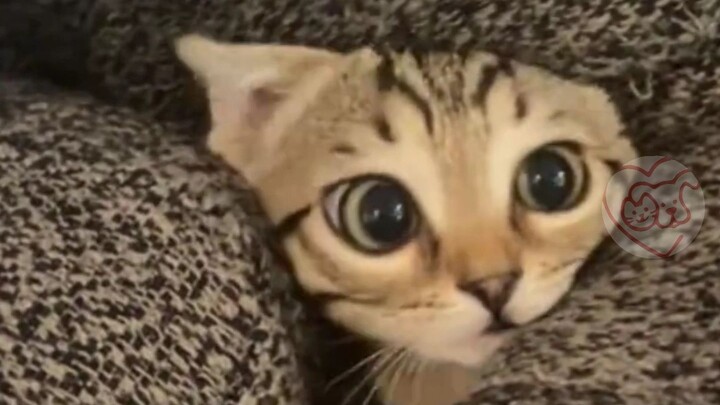 “Imut, sial, sekaligus nakal”