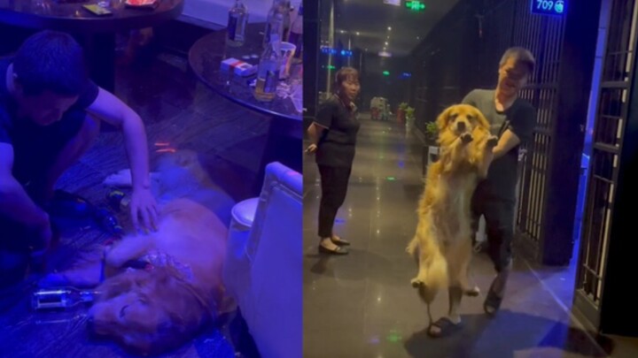 Anjing golden retriever mencuri-curi menjilat botol minuman hingga mabuk sendiri, terkapar lemas di 