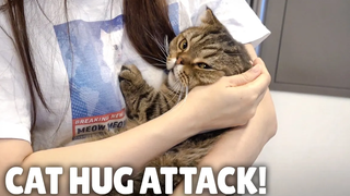 ฉันสามารถกอดแมวได้นานแค่ไหน กิตติซอรัส