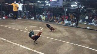 Bullstag vs cock.kinapos ng tapang ang kalaban.