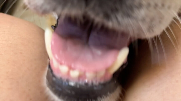 Anjing kuning besar dari keluarga mana yang sendawa nih～