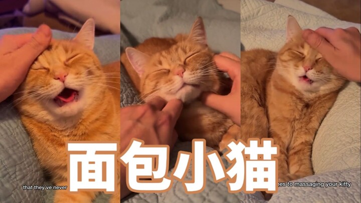 Vừa vuốt ve chú mèo bánh mì vừa làm nó lâng lâng ngây ngất.