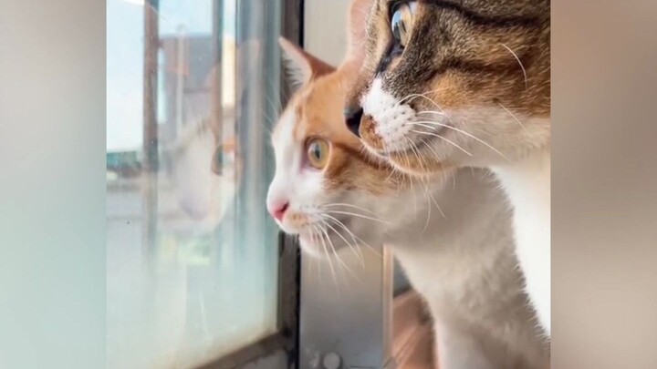 Cuộc đối thoại của họ là tác phẩm kinh điển của thế kỷ.
