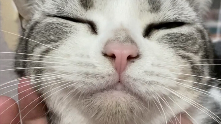 The Most Torturous Day of 2020: Xiao Adiao Disappeared…