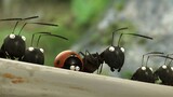 Minuscule Valley of the Lost Ants HD (2013) | French Animation Movie