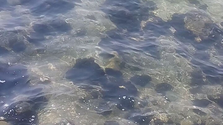 জেদ্দা সাগর পাড়