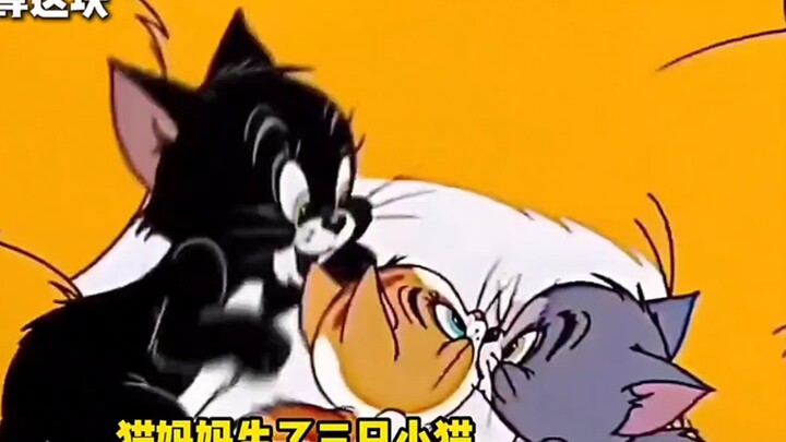 Tidak menyangka ketiga kucing ini adalah saudara!