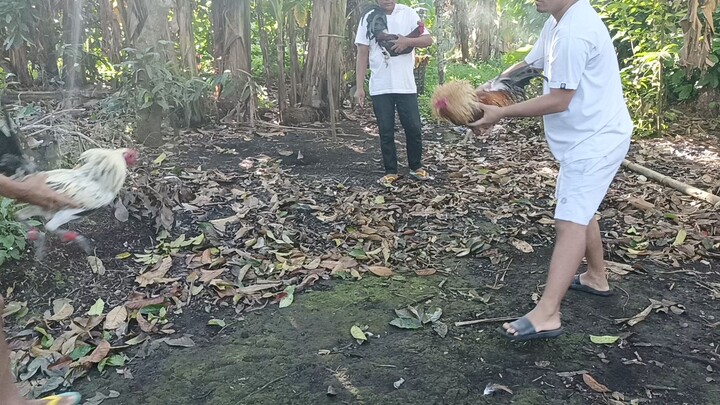 Lalakas mamalo. 8 Months Old Nagayaram Bulik Vs. 3yrs Old RRZN Kanawayon F1