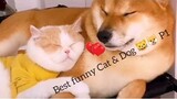 P1 Chó Mèo hài hước và dễ thương nhất 🐈🐶