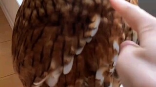 谁不想来一只呢？